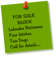 FOR SALE         BLACK Labrador Retrievers Four bitches Two Dogs Call for details....